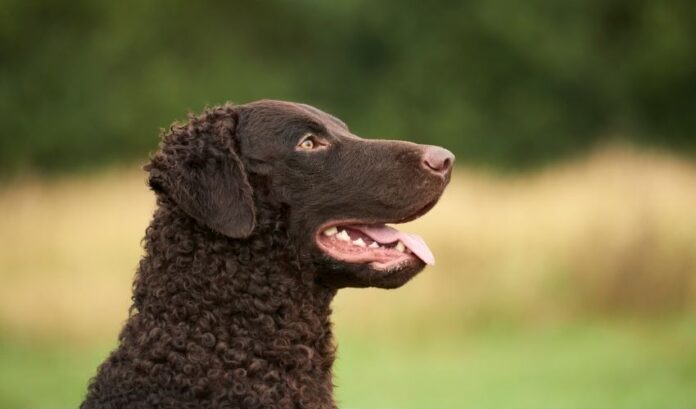 Reconoce las señales de que tu Retriever de pelo rizado necesita orinar

