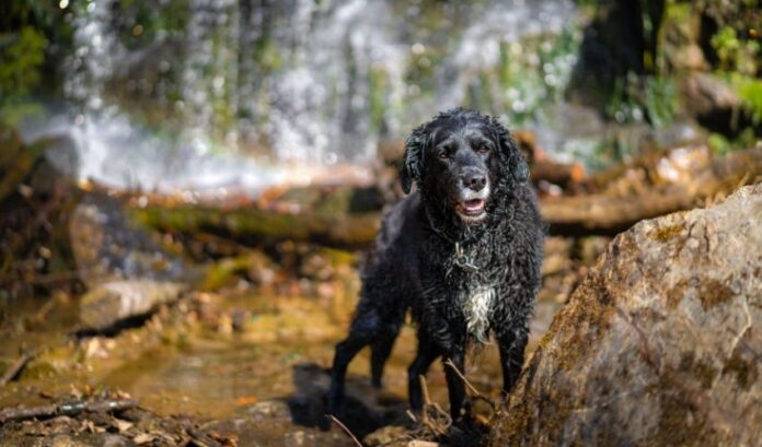 5 consejos para criar al mejor perro perdiguero de pelo rizado que debes conocer

