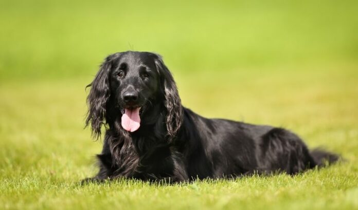 5 experiencias en la crianza de perros perdigueros de pelo rizado desde la niñez hasta la edad adulta

