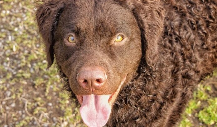 5 pasos importantes para comprobar la salud antes de criar un perro Retriever de pelo rizado en casa

