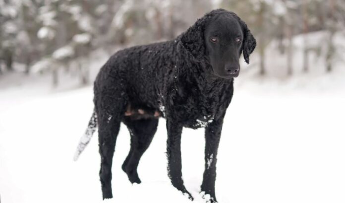 5 razones para convencerte de adquirir un Retriever de pelo rizado hoy

