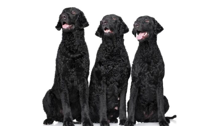 Cómo criar cachorros de Curly Coated Retriever con alimentos seguros para evitar intoxicaciones

