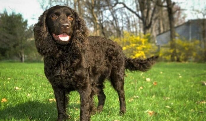 Cómo criar cachorros de Curly Coated Retriever desde que son cachorros hasta que son adultos

