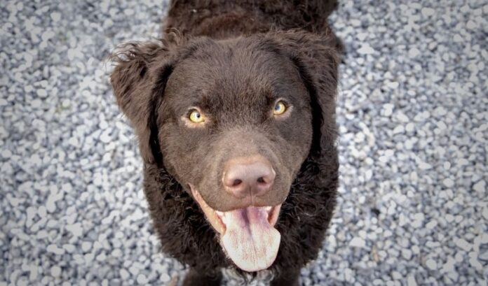 Cómo cuidar a cachorros recién nacidos de Curly Coated Retriever sin una madre: Instrucciones para criar cachorros recién nacidos de Curly Coated Retriever

