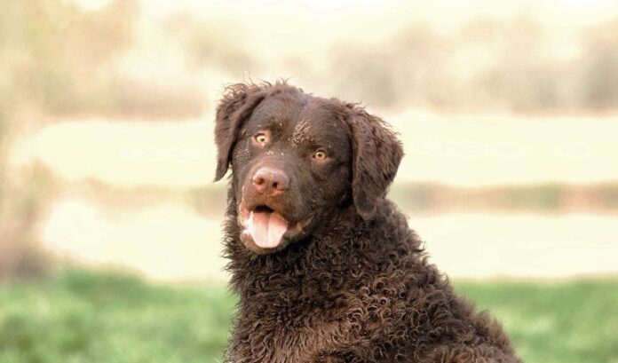 Cómo cuidar a los perros Retriever de pelo rizado para evitar enredos tras el baño

