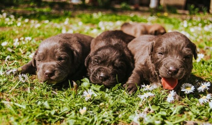 Cómo cuidar perros Retriever de pelo rizado de 6 meses o más: instrucciones detalladas

