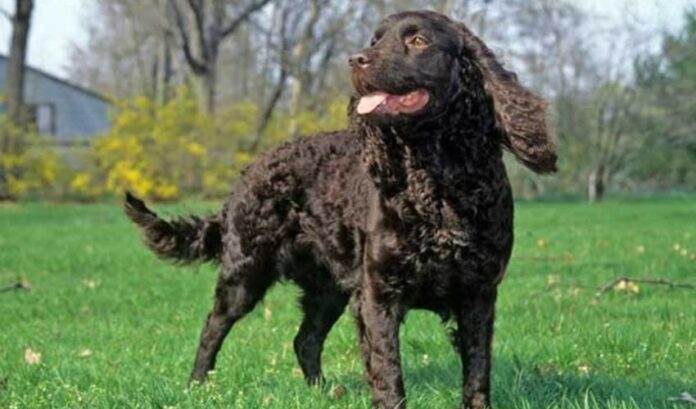 Cómo entrenar eficazmente a un cachorro de Retriever de pelo rizado

