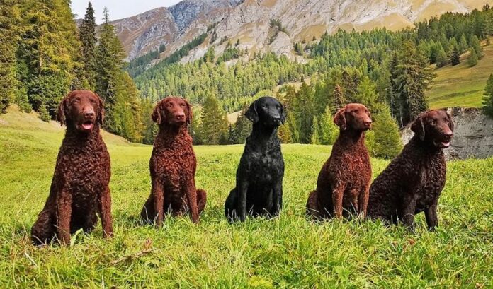 Cómo identificar perros Curly Coated Retriever de raza pura y no pura: consejos para distinguir los perros CCR más estándar

