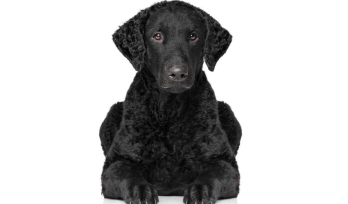 Cómo prevenir y tratar enfermedades oculares en perros Curly Coated Retriever: Consejos importantes para proteger la salud de tu mascota

