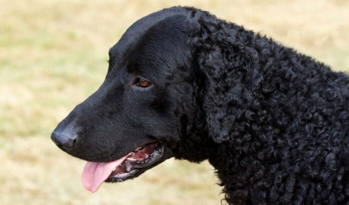 Cómo prevenir y tratar la diabetes en perros Retriever de pelo rizado: secretos para el cuidado de la salud

