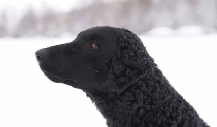 Cómo prevenir y tratar la obesidad en perros Curly Coated Retriever: ¡El secreto para cuidar la salud de tu mascota!

