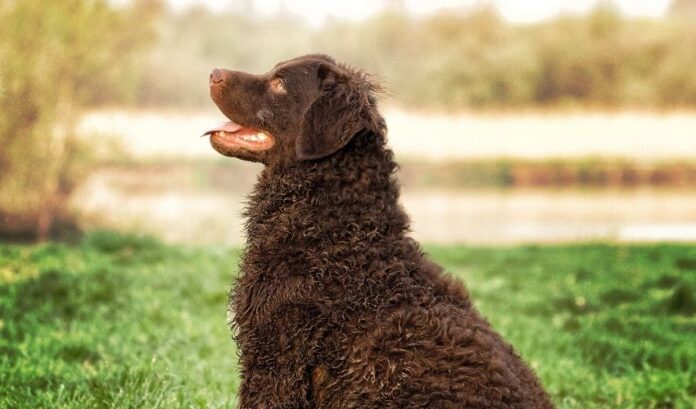 Cómo tratar la enteritis en perros Retriever de pelo rizado: consejos para el cuidado de la salud de las mascotas

