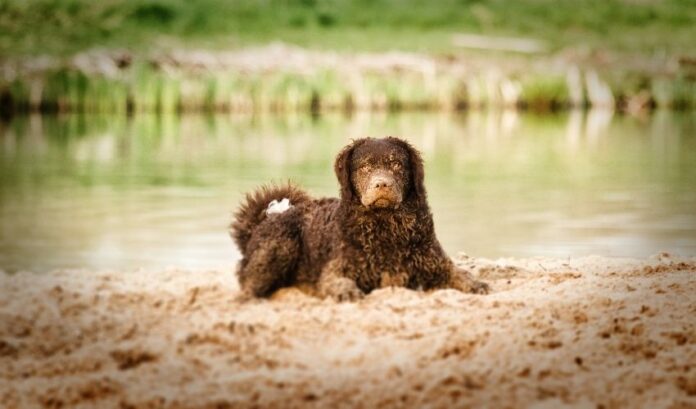 Cómo tratar los piojos parásitos en el pelaje de un perro Retriever de pelo rizado: consejos para el cuidado de la salud de las mascotas

