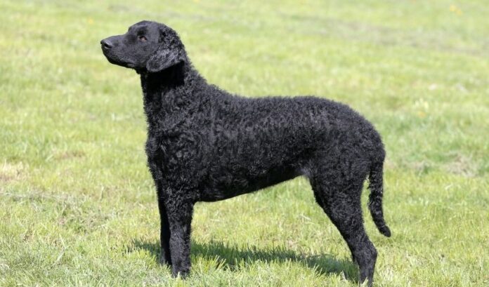 Cosas que debe saber al cuidar y criar perros Curly Coated Retriever en casa: Consejos para cuidar perros Curly Coated Retriever

