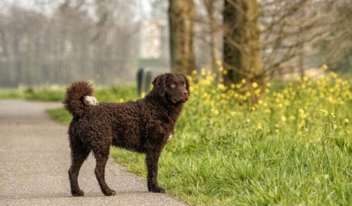 Guía para criar perros Retriever de pelo rizado para principiantes: Formas y experiencias

