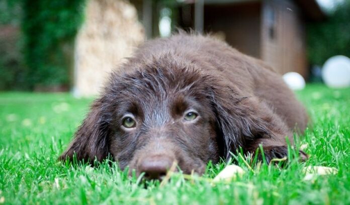 Guía para criar un perro perdiguero de pelo rizado en casa: consejos para el cuidado de mascotas

