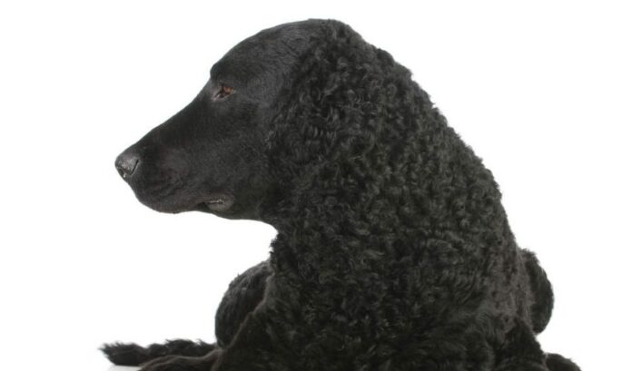 Guía para el cuidado de perros Curly Coated Retriever de 1-2 meses

