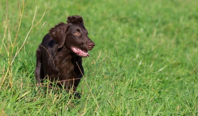 Herramientas y conocimientos necesarios a la hora de criar perros Retriever de pelo rizado

