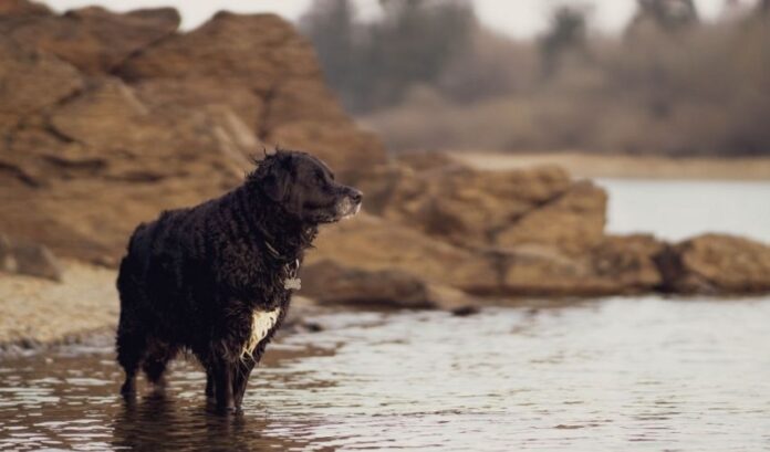 Información necesaria sobre el cuidado de los perros Retriever de pelo rizado

