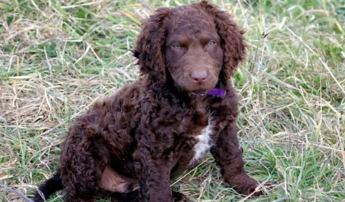 Las 10 mejores ayudas para el cuidado de la salud de los perros Retriever de pelo rizado

