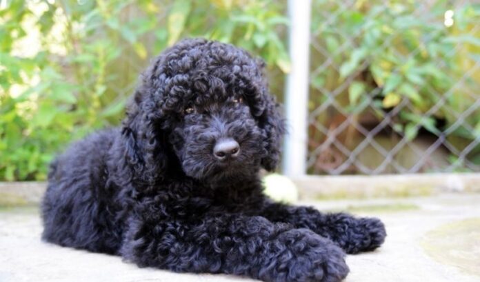 Los métodos de cuidado e higiene del perro Curly Coated Retriever son sencillos y eficaces

