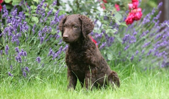 Métodos de cría y cría de perros Retriever de pelo rizado: el secreto del éxito

