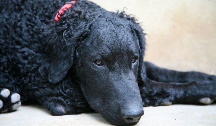 Perro Retriever de pelo rizado: cuando tiene diarrea, ¿es necesario darle agua o no?

