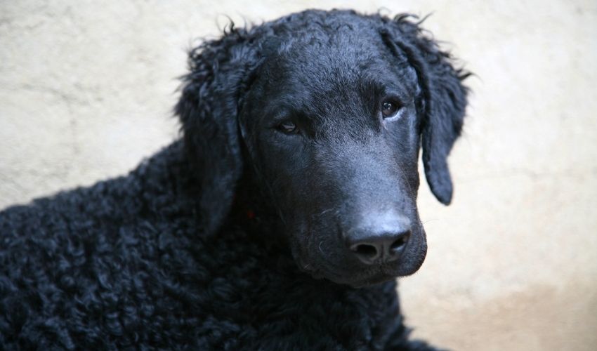 Reconoce las señales de que tu Retriever de pelo rizado necesita orinar