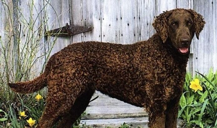 Retriever de pelo rizado: Introducción al origen y personalidad de esta raza de perro

