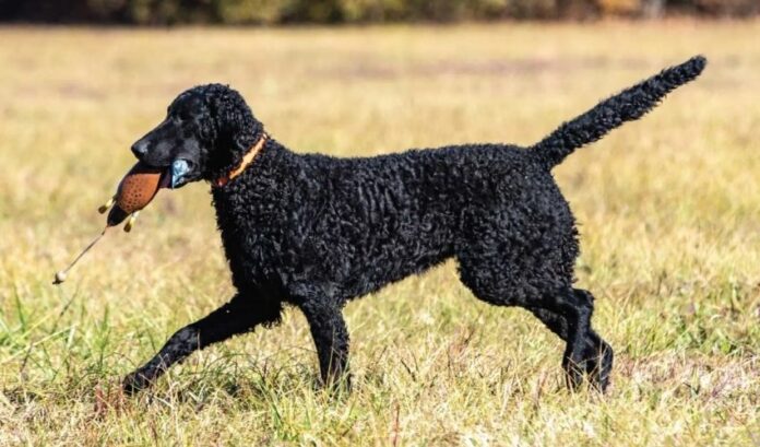 Secretos para criar cachorros de Curly Coated Retriever que no puedes ignorar

