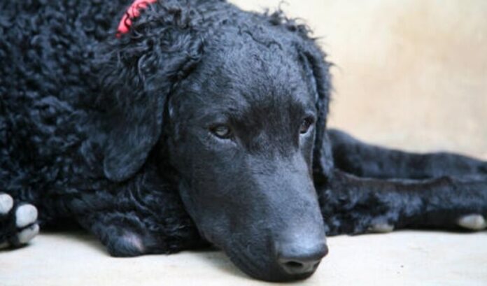 Secretos para cuidar a su Retriever de pelo rizado desde una edad temprana: Instrucciones detalladas

