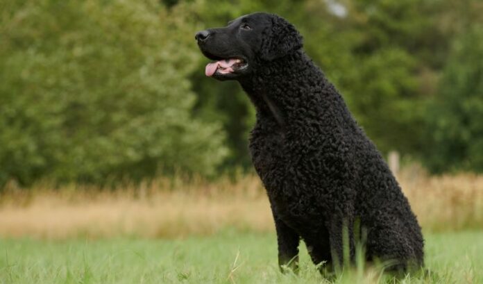 Síntomas y formas de prevenir la diarrea en perros Retriever de pelo rizado

