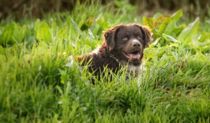 Solución eficaz a los problemas de crianza de cachorros de Retriever de pelo rizado

