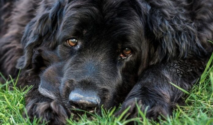 ¿Es caro criar un Retriever de pelo rizado?

