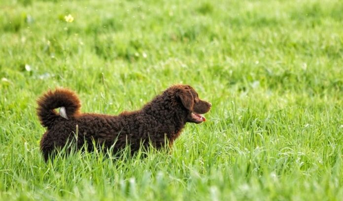 ¿Por qué los perros Curly Coated Retriever son quisquillosos con la comida y cómo manejarlos de forma eficaz?

